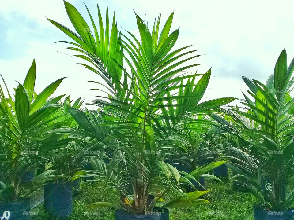 A view of a one-year-old palm oil seedling