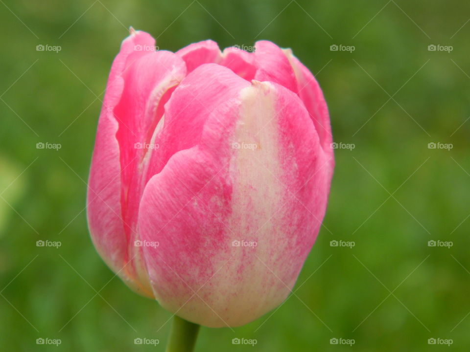 Tulip