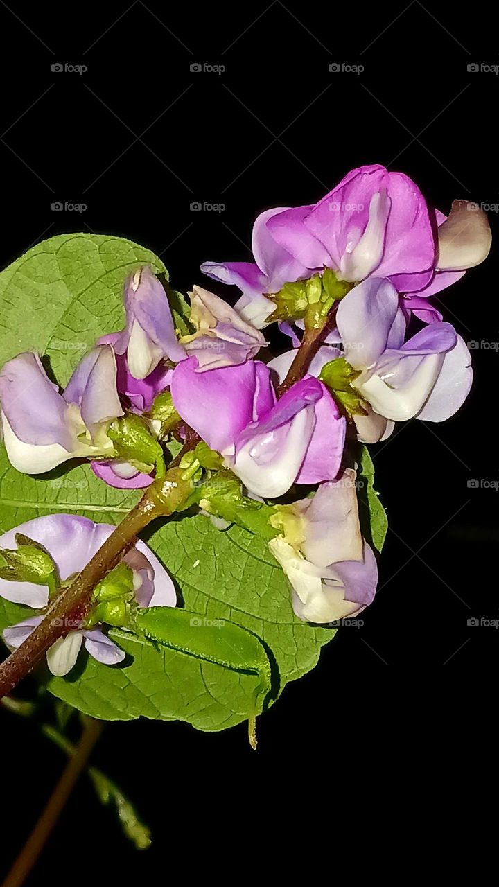 Purple Hyacinth Bean flower