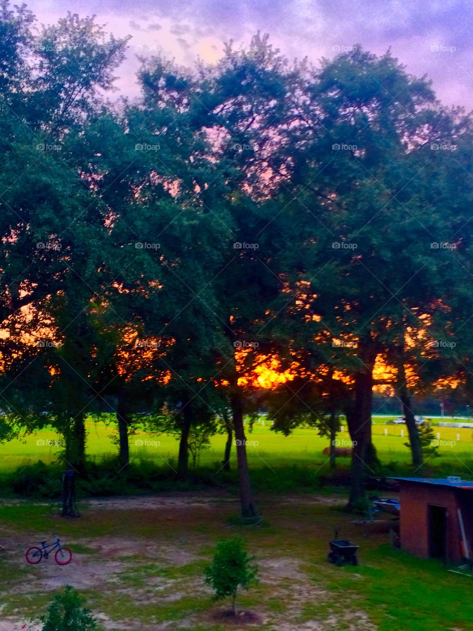 Sunset through trees