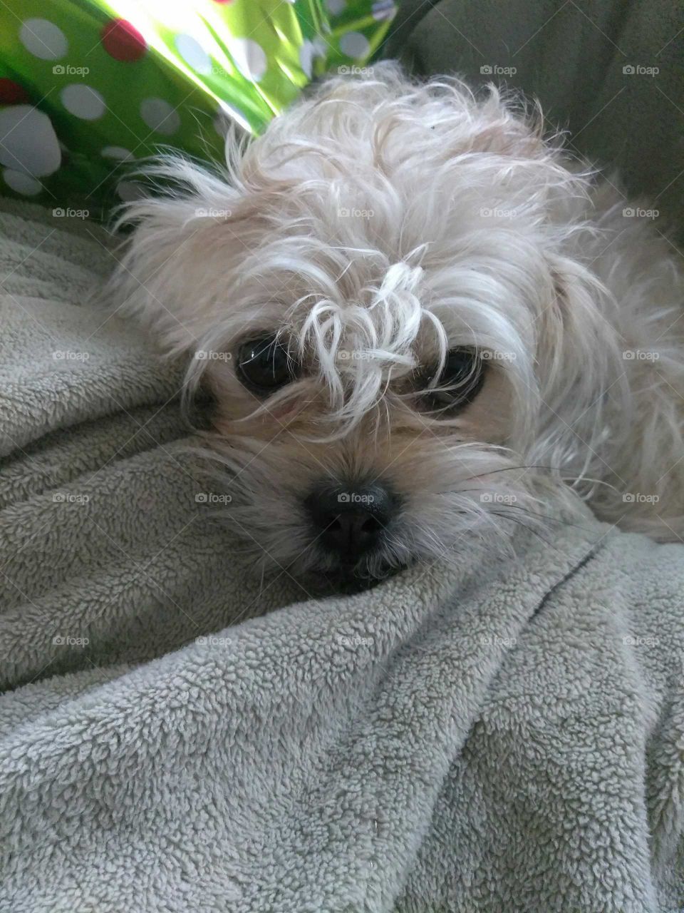 cute dog in blanket