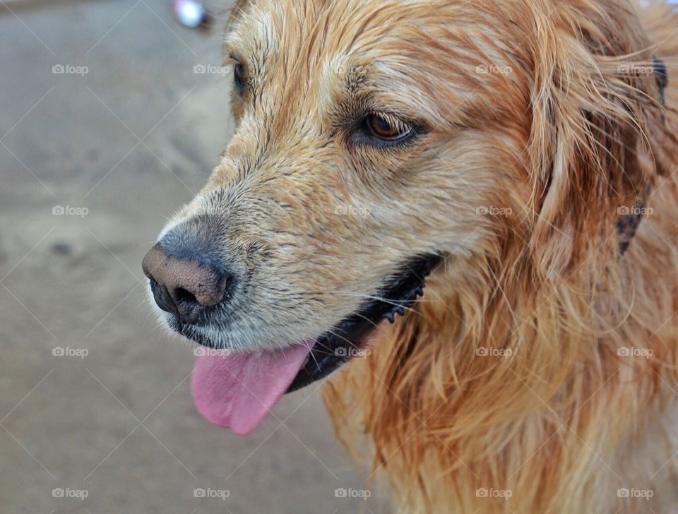 Sammy the Golden Retriever just got out of the pool