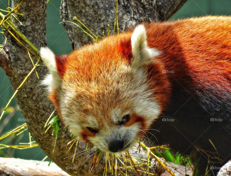 Red Panda