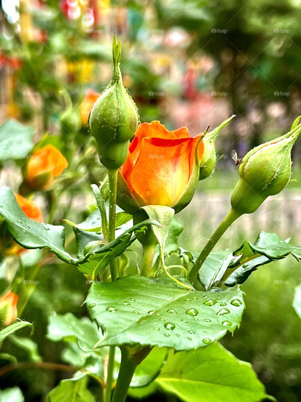 The photo shows an orange rose with several unopened buds. The main flower is fully open, showing bright, velvety petals of deep orange color. Around the open rose there are dense buds that have not yet opened.