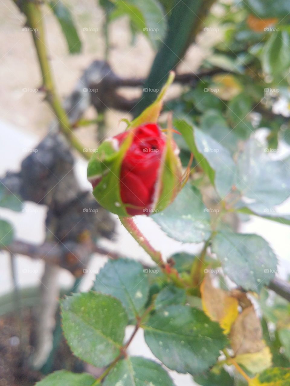 1st Bud. a view of our first bud on the rose tree this year