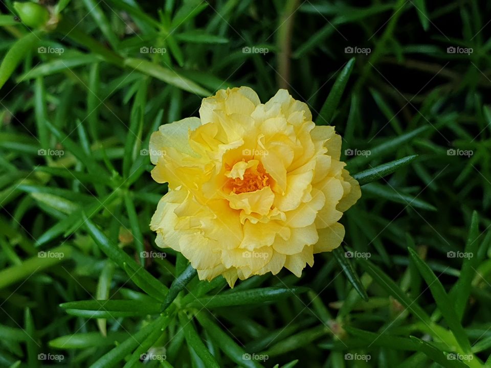 the Portulaca Grandiflora