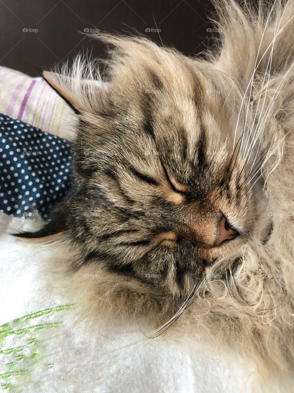 Long haired cat face in sleeping time. Beautiful brown tabby version of Siberian breed