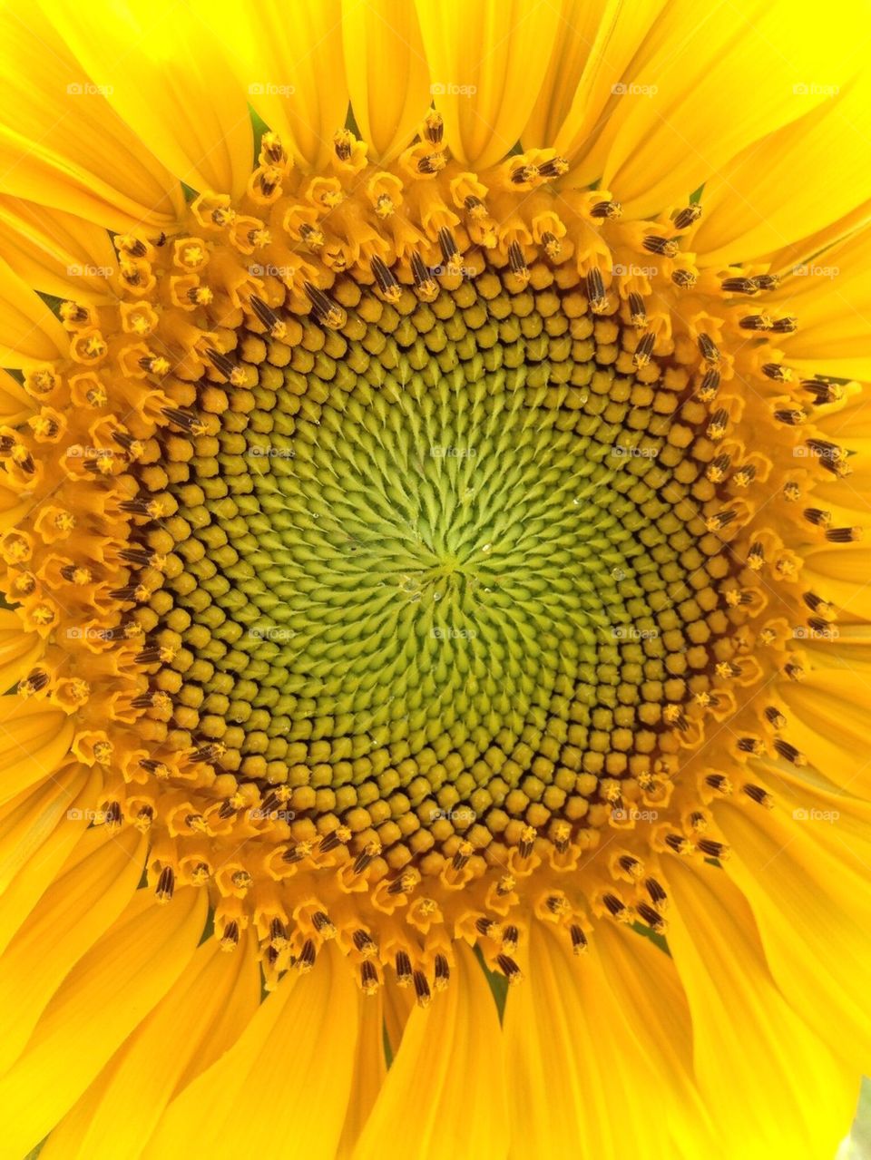 Extreme close-up of a sunflower