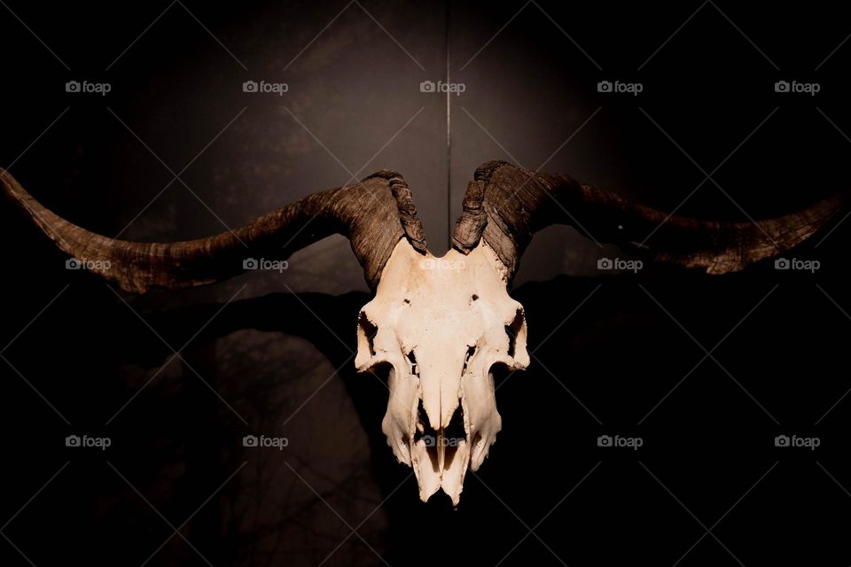 cráneo de una cabra