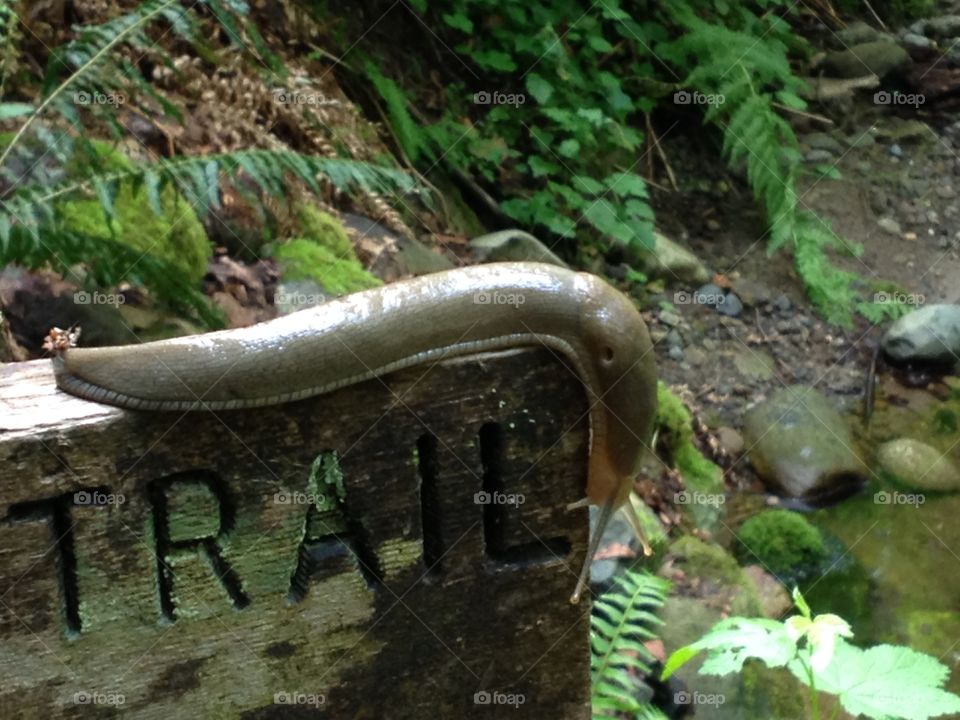 Slug. A slug on a signpost