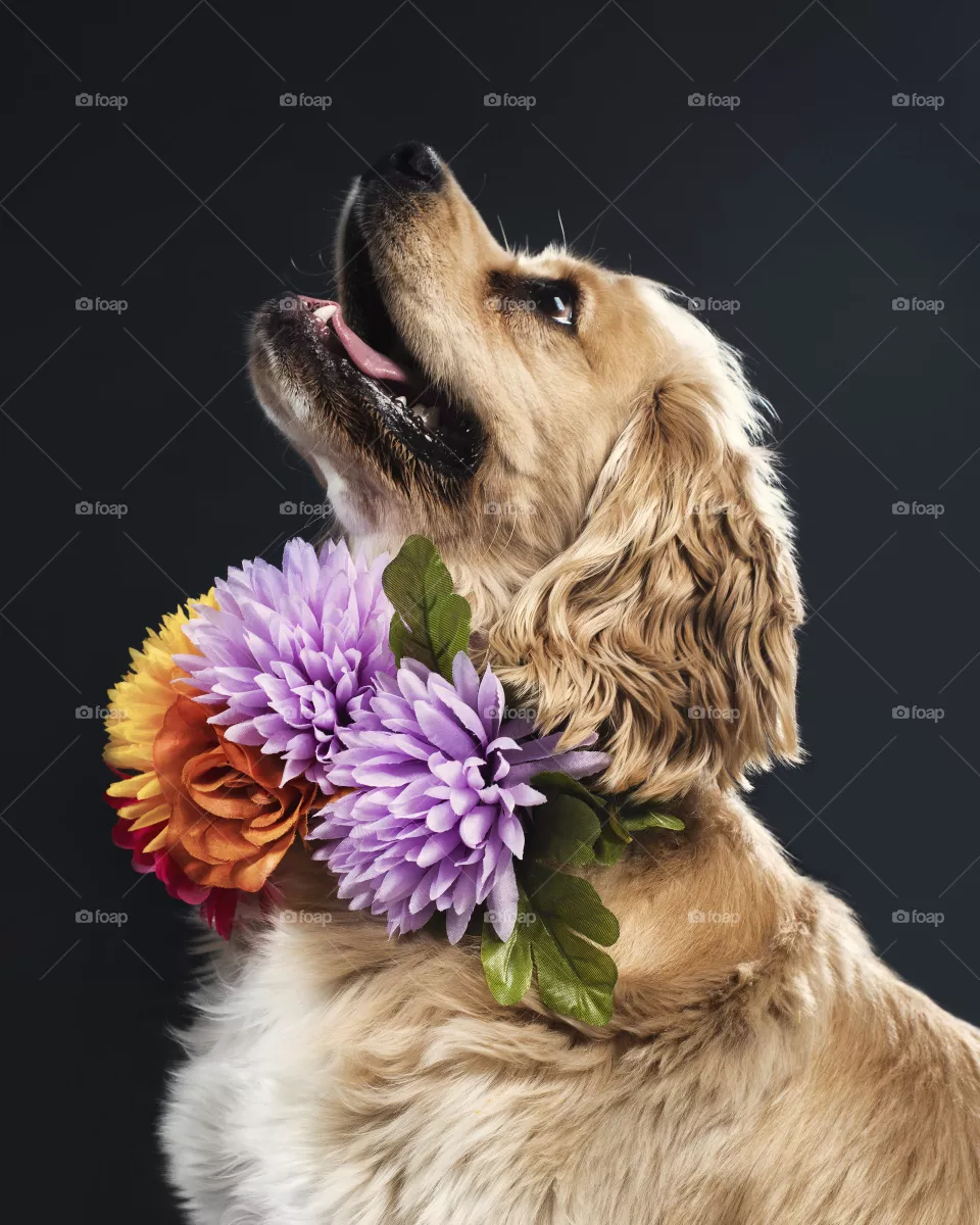 dog08