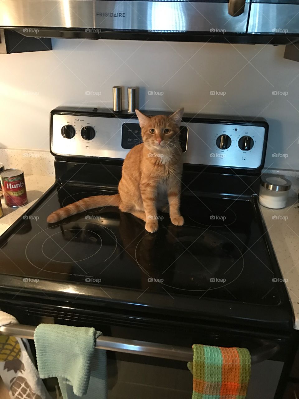 Cat on stove 