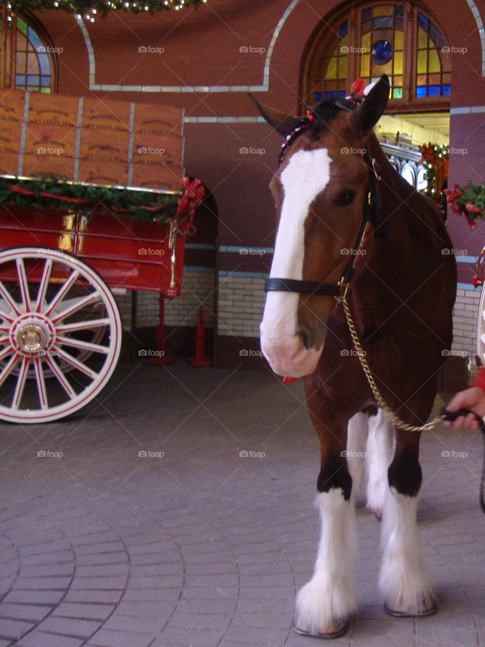 Budweiser Clydesdale horse. Photo taken at St Louis Budweiser tour.