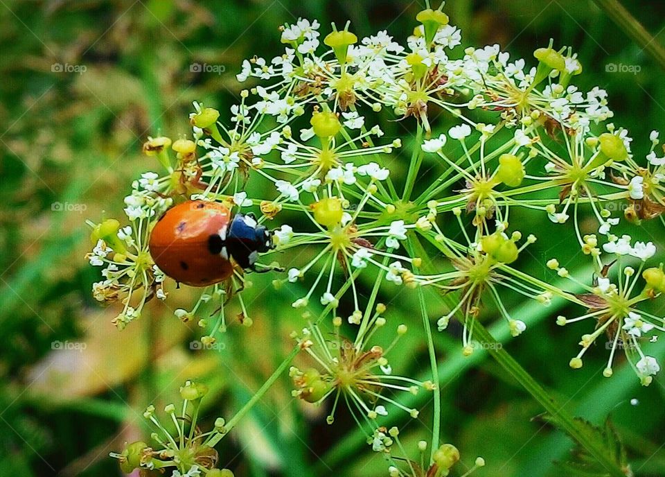 Ladybird on flower