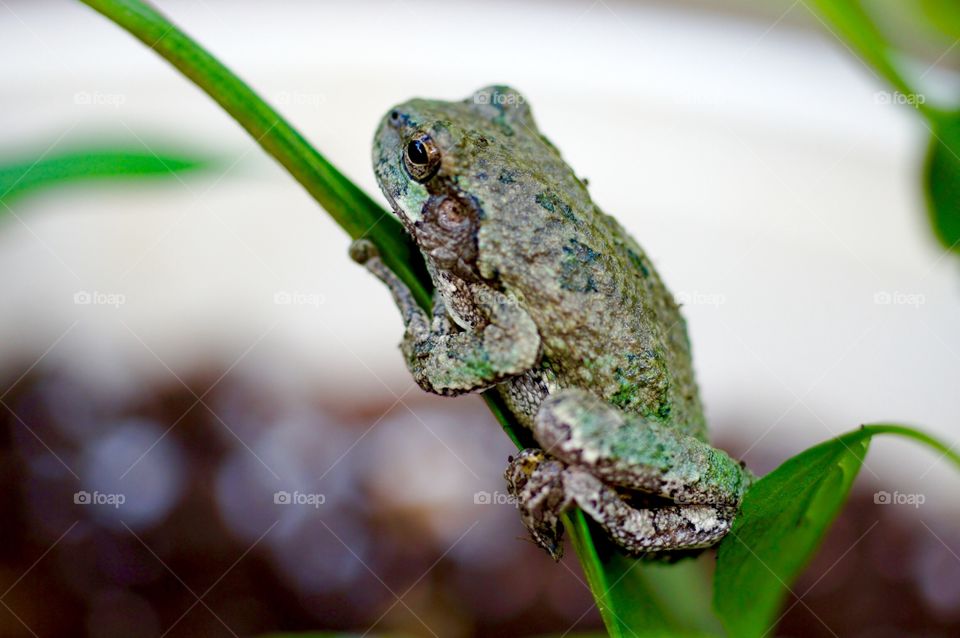 Frog on Pepper Plant