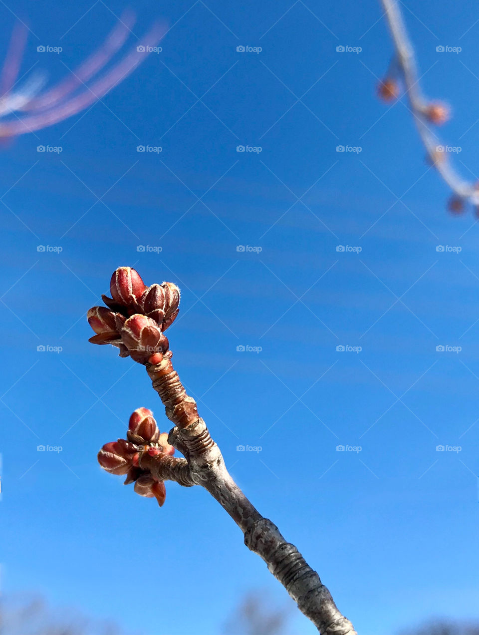 Maple tree bud in early Spring