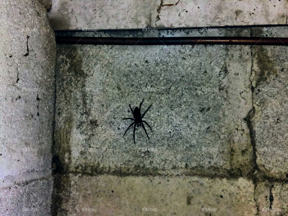 big black spider in my garage