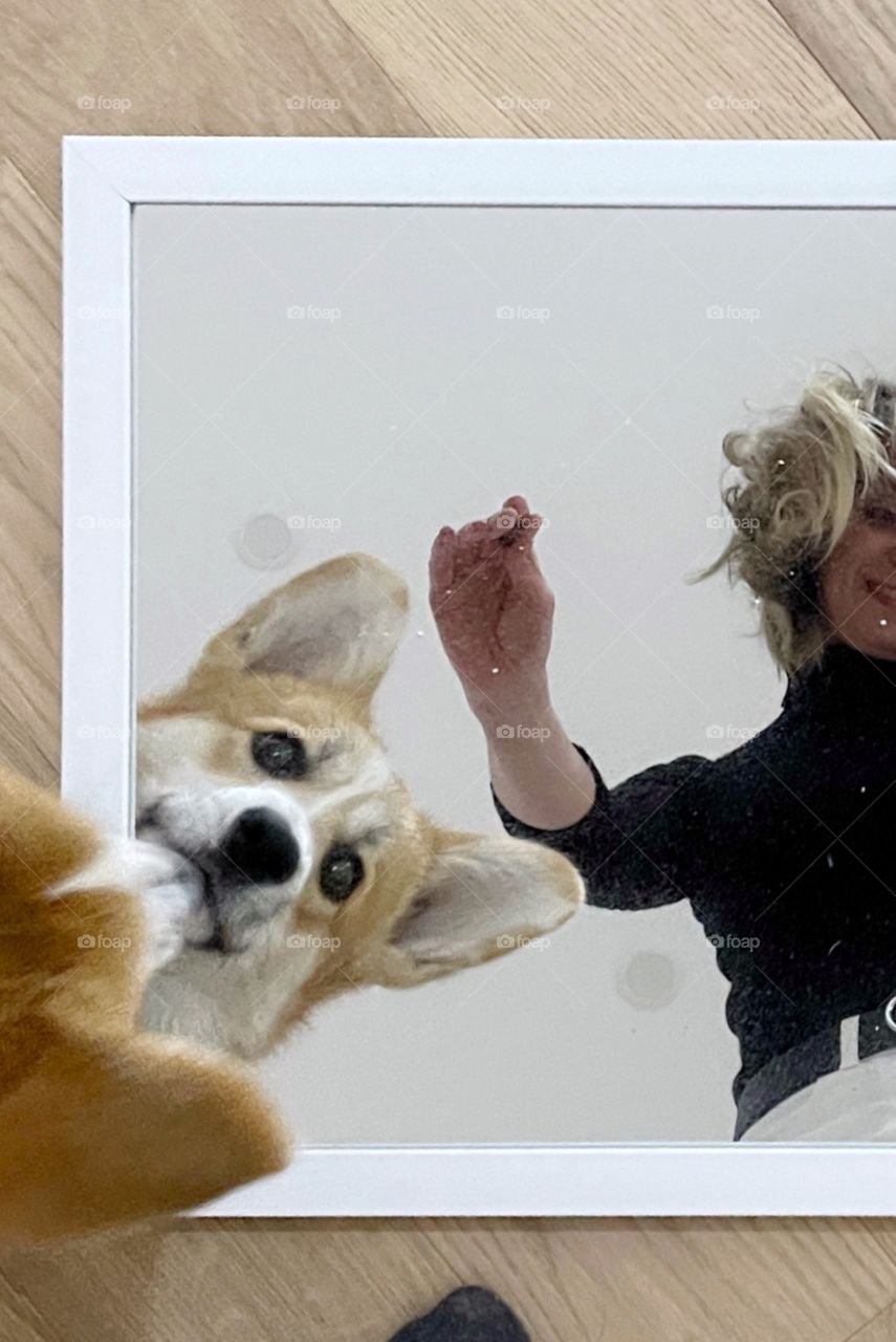 cute corgi reflected in the mirror