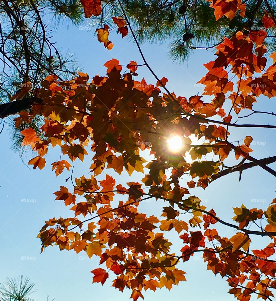 Orange and yellow leaves through the sunlight 