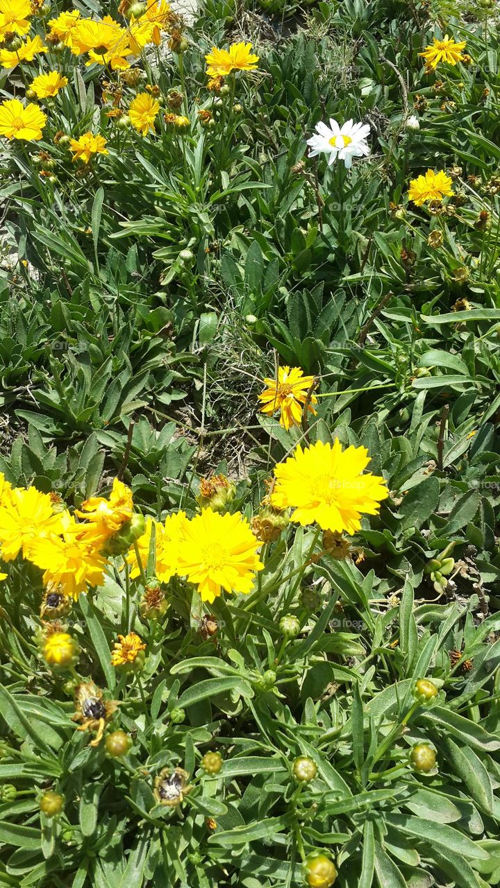 There's one lonely white flower between yellow flowers .. It's like a queen between guards 😊