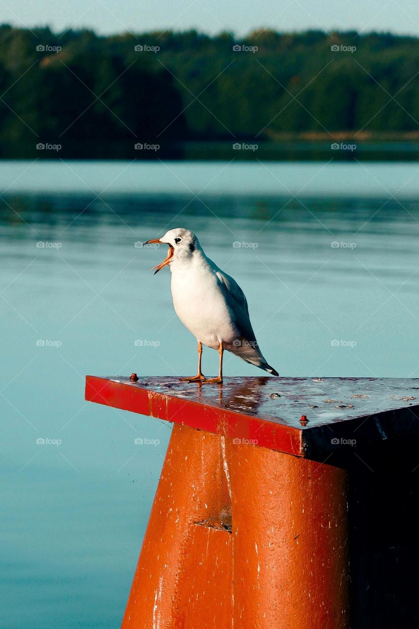 Seagull