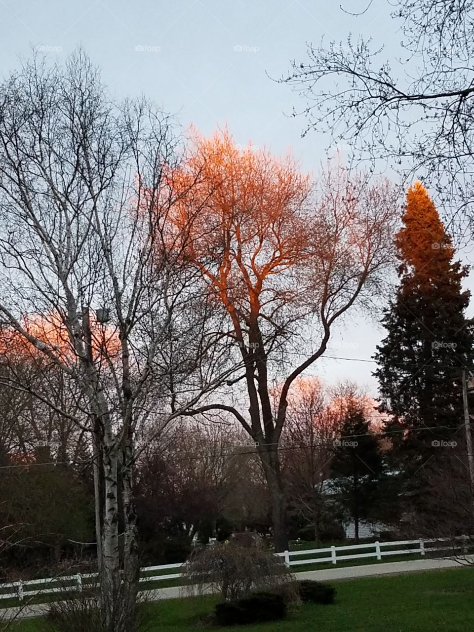 sunset on the maples