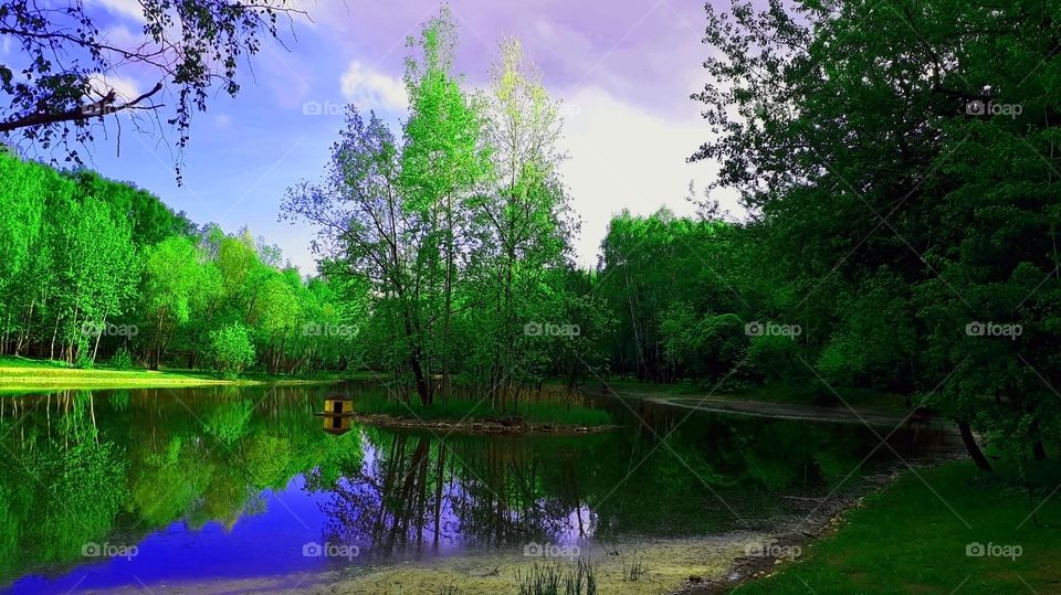A small pond in the forest