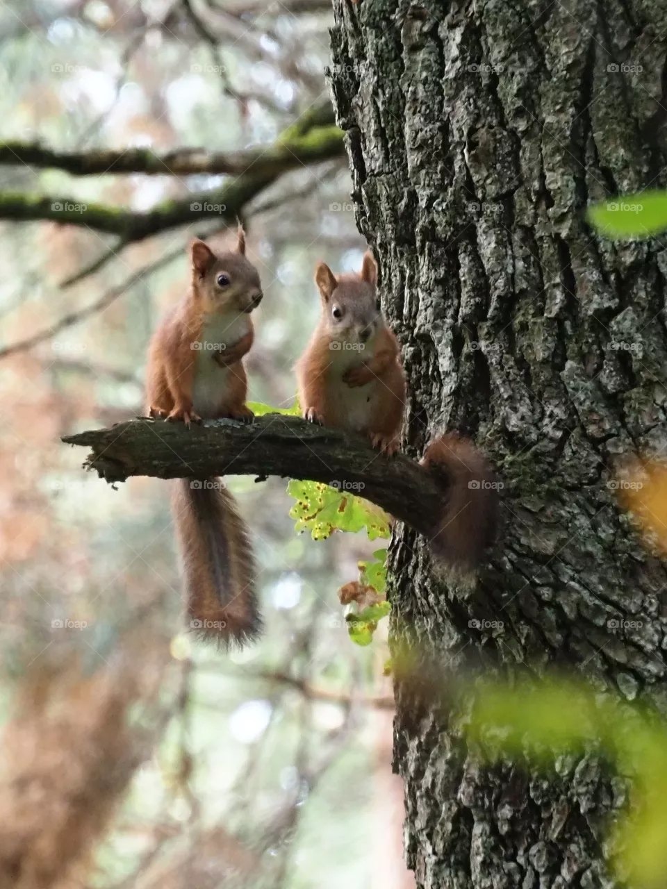 Two little brothers