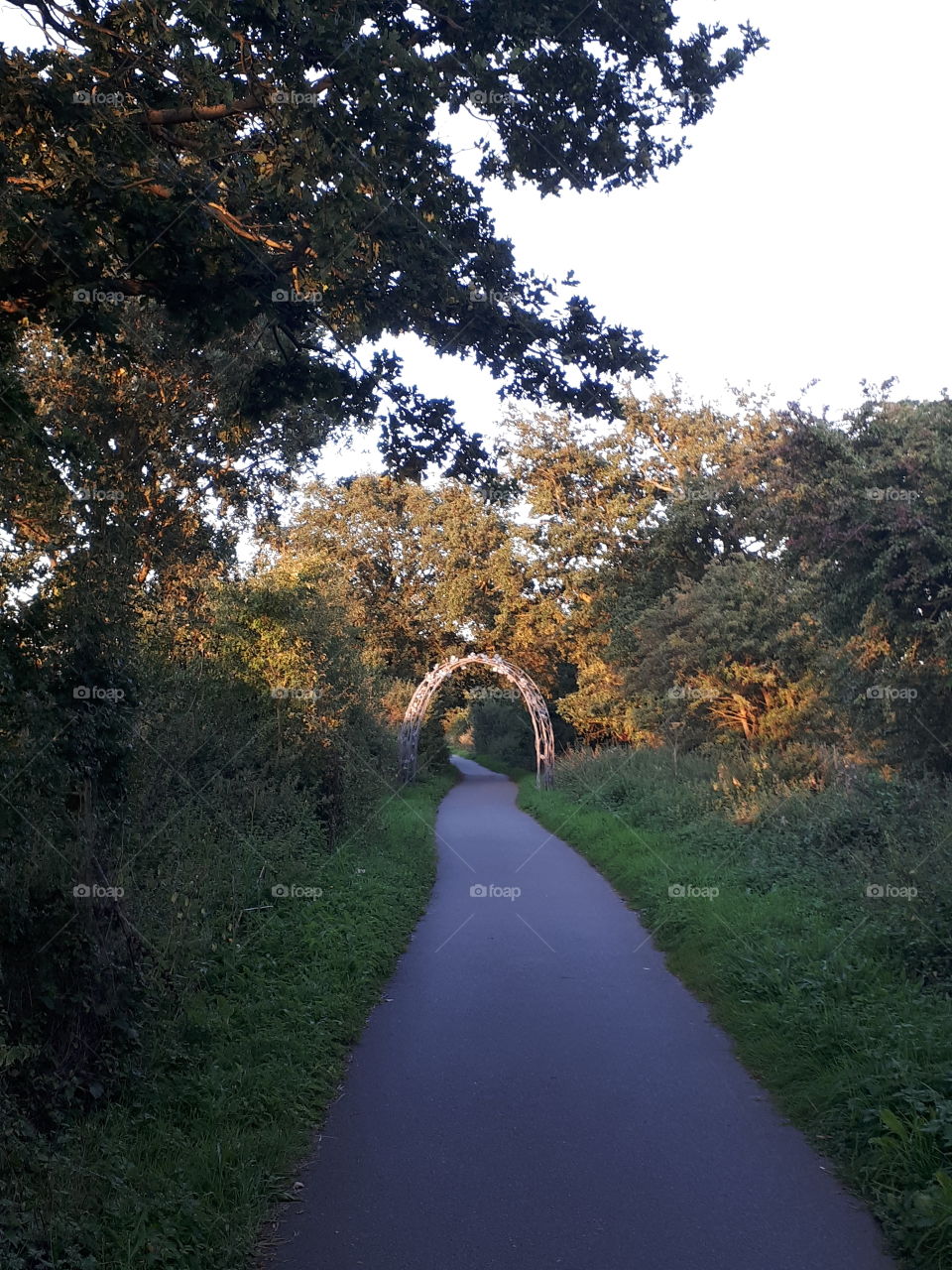 Woodland Arch At Dusk