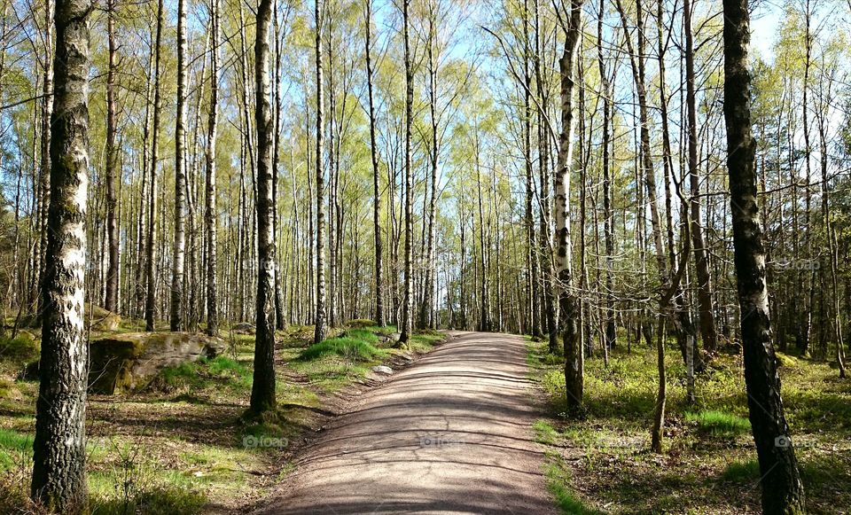 Birch tree in  the early spring 