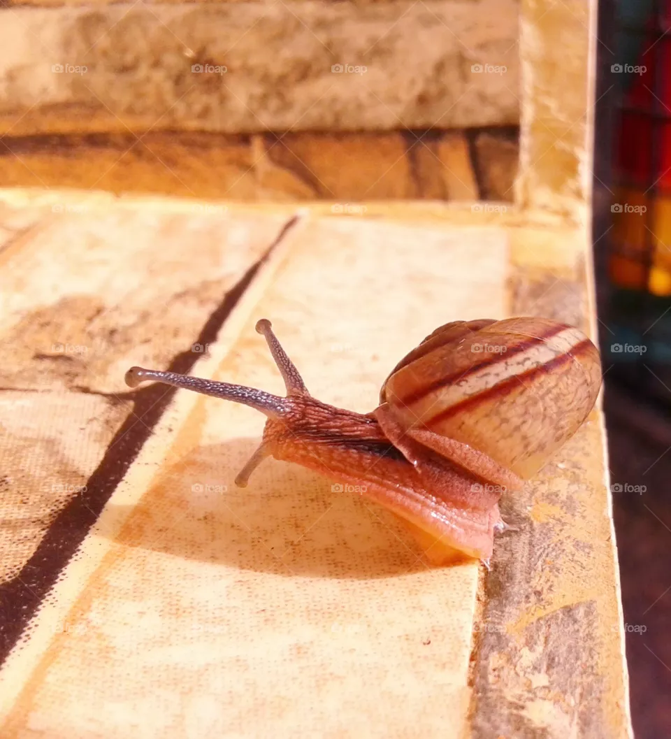 Snail