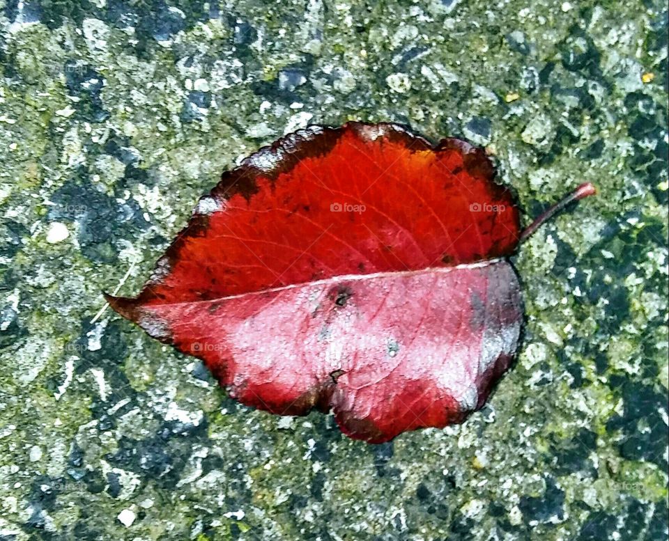 A Single Red Leaf