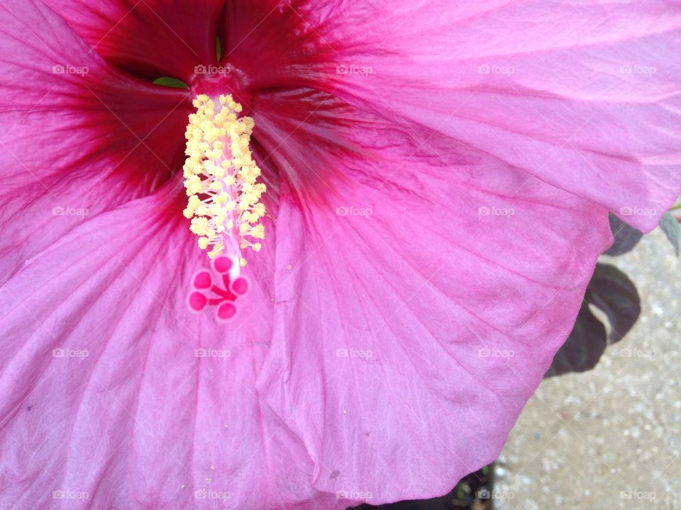 The close up center of a pink flower.  