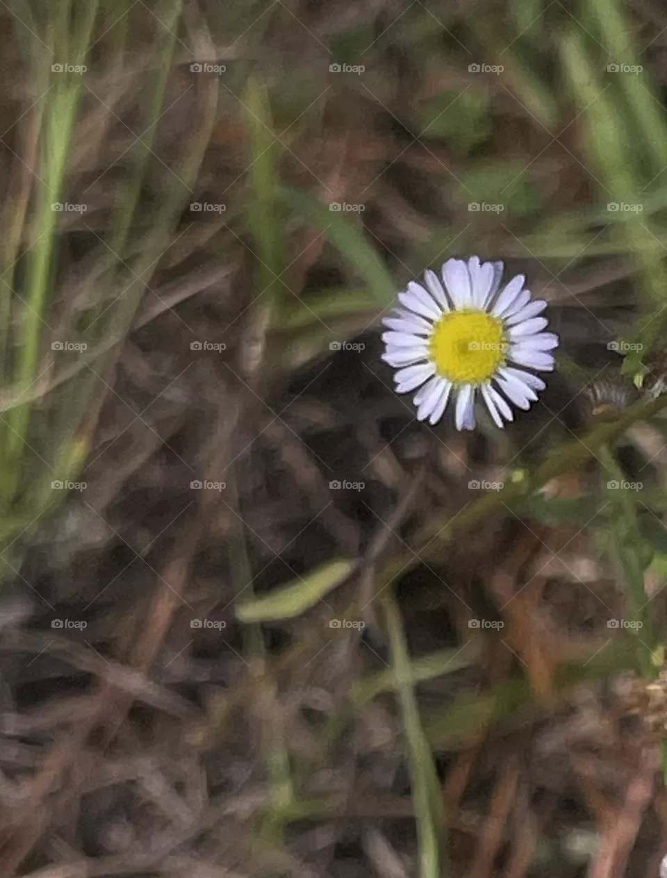 Summer flowers