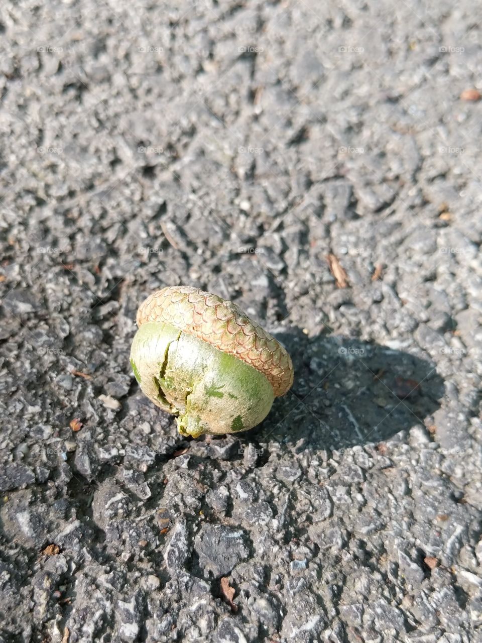 Acorn on the asphalt