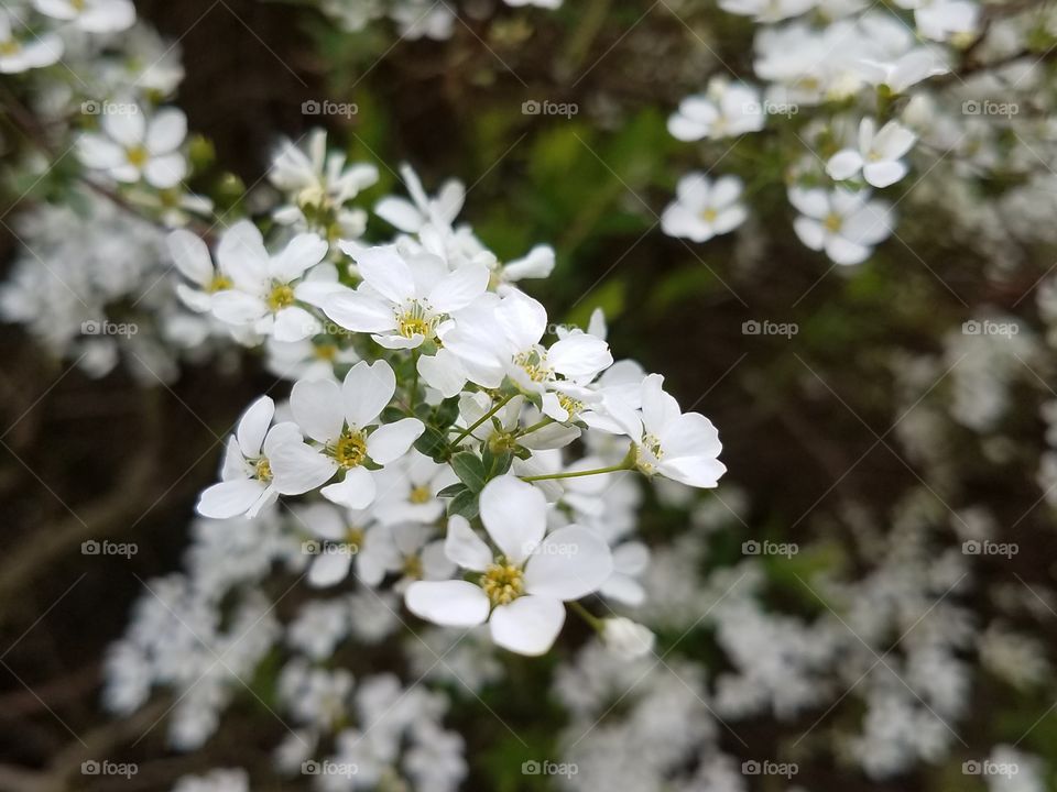 Early spring of tiny white flowers blooming in the garden .