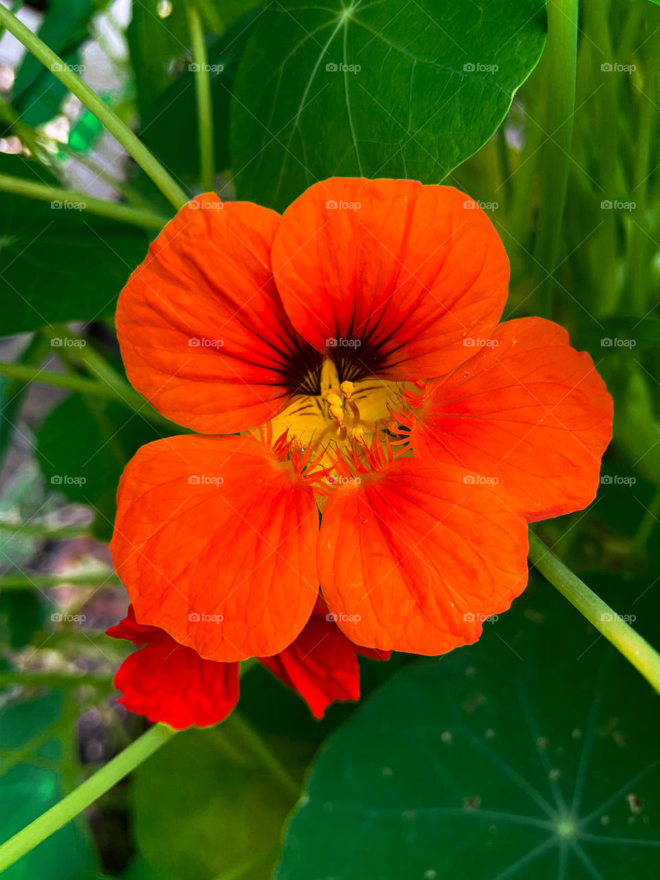 Bright colored flower natural mother nature outdoors yard grass blossoming blooming bloom blossom botany flowers plant plants vegetation greenery