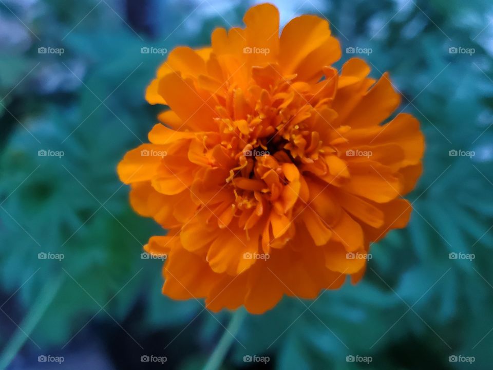 beautiful yellow carnation