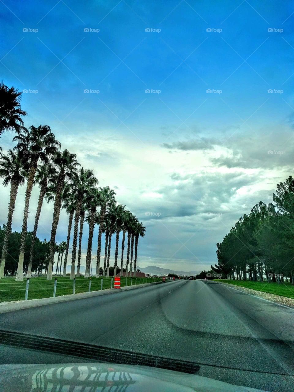 road with Palm trees