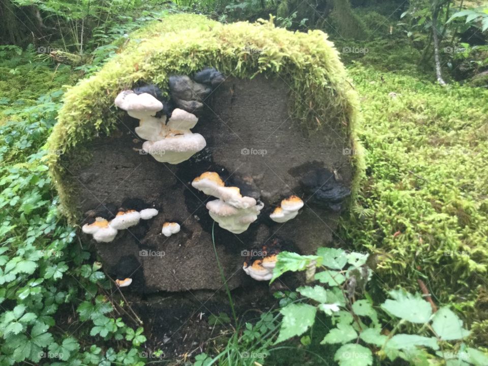 Mushrooms on a a moss covered log in the rainforest 