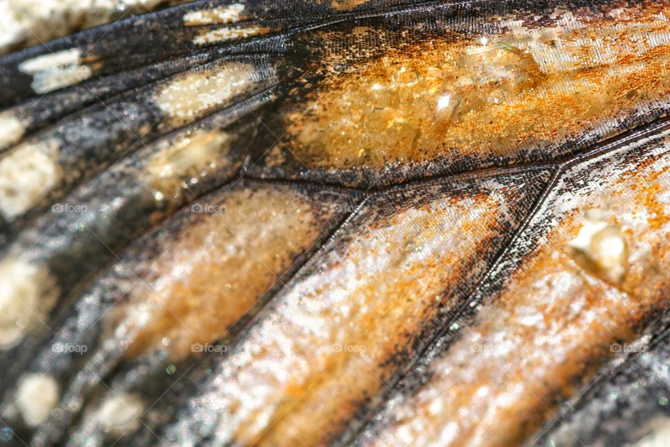 macro of Monarch butterfly wing