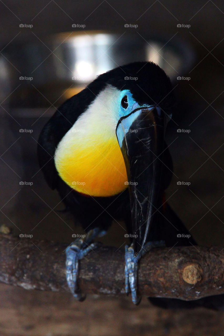 A toucan at the wild animal zoo in china.