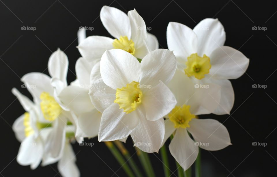 Flower, Flora, Nature, Easter, Daffodil