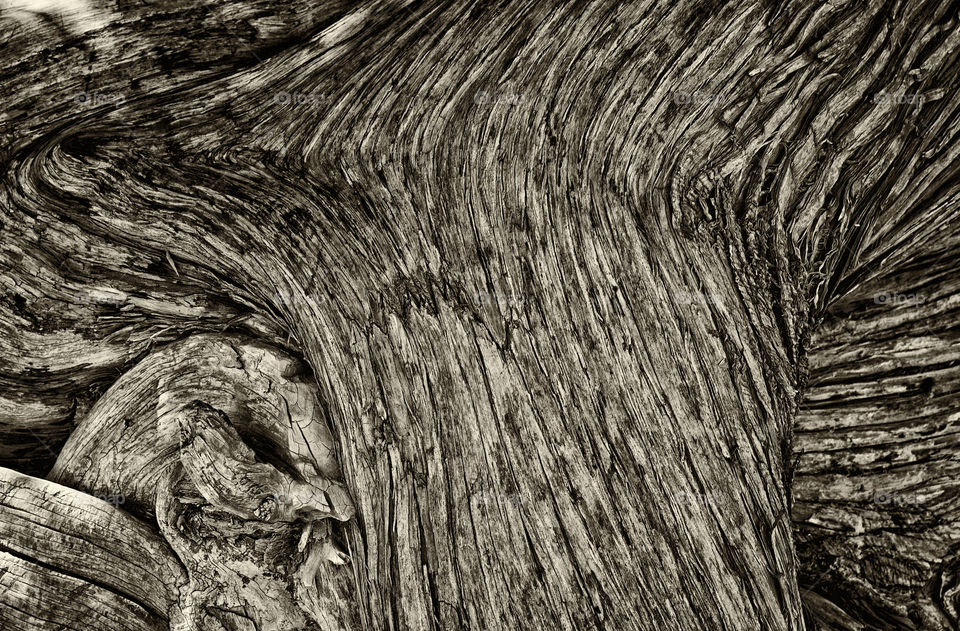 tree bent by the sea wind