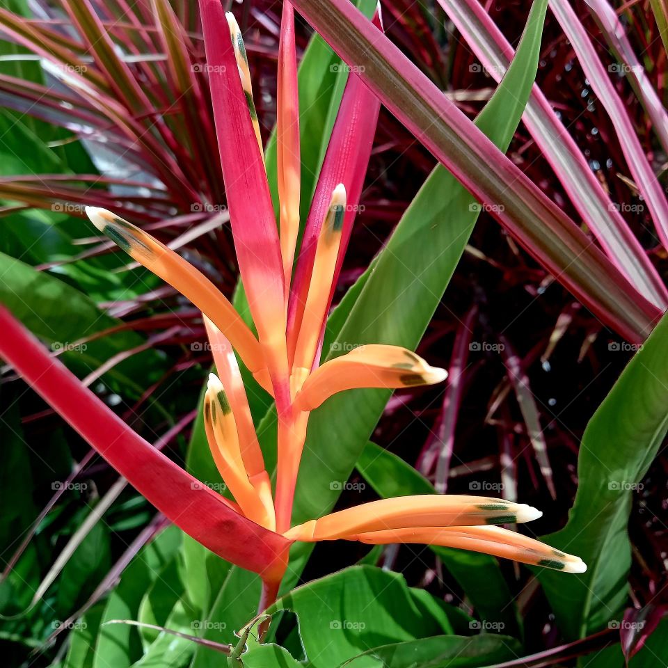 Discovering new flowers in spring