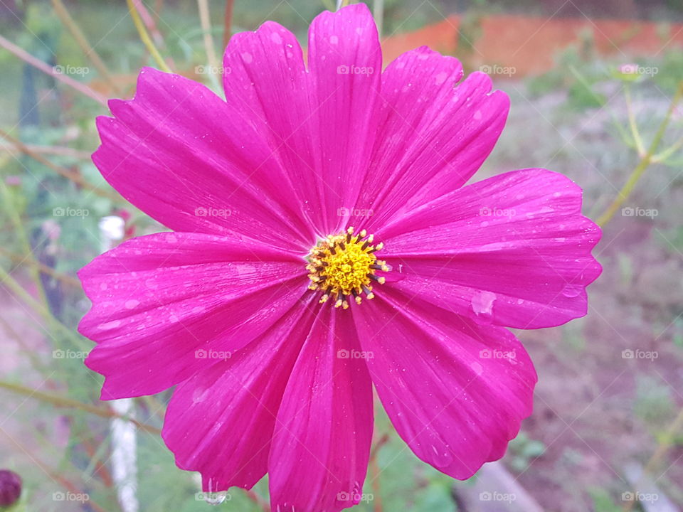 Michigan Wildflower !!