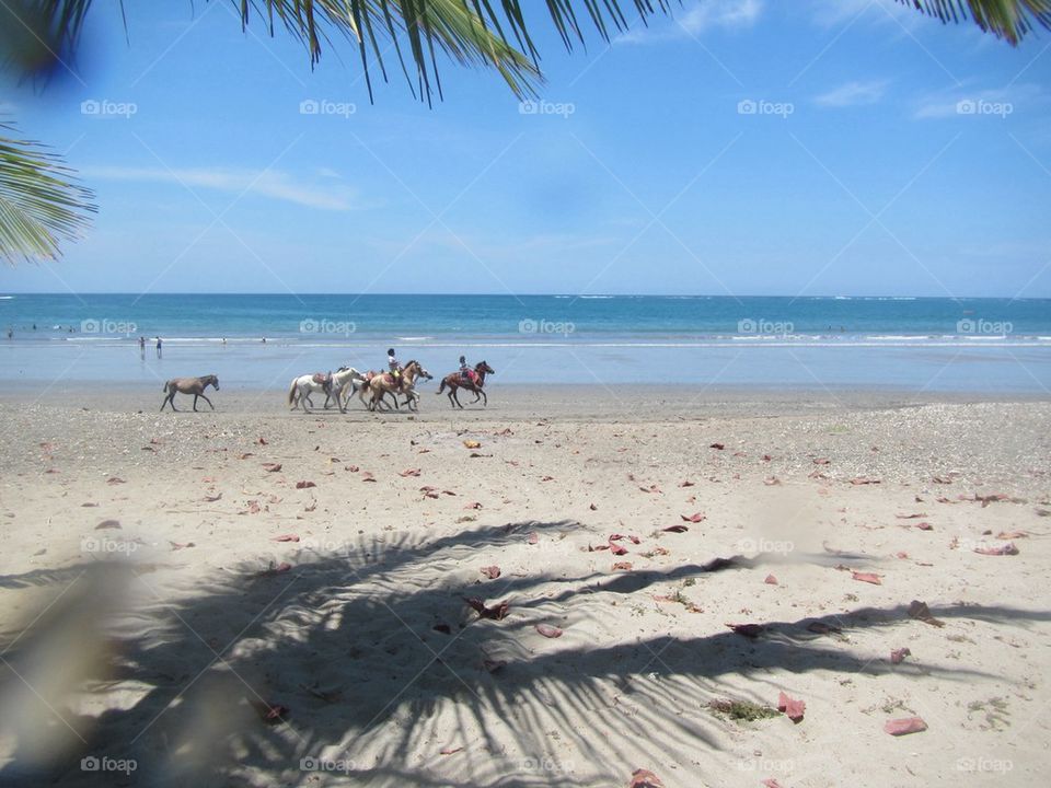 Horses on the beach