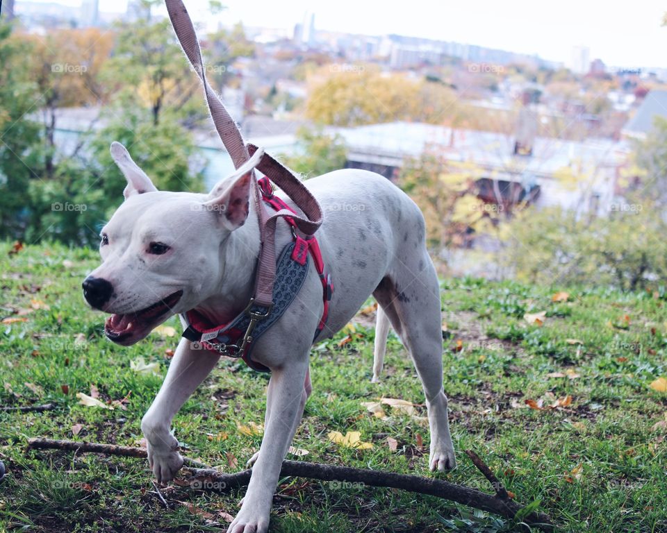Sydney smiles during our walks she loves running around chasing squirrels and playing fetch 

