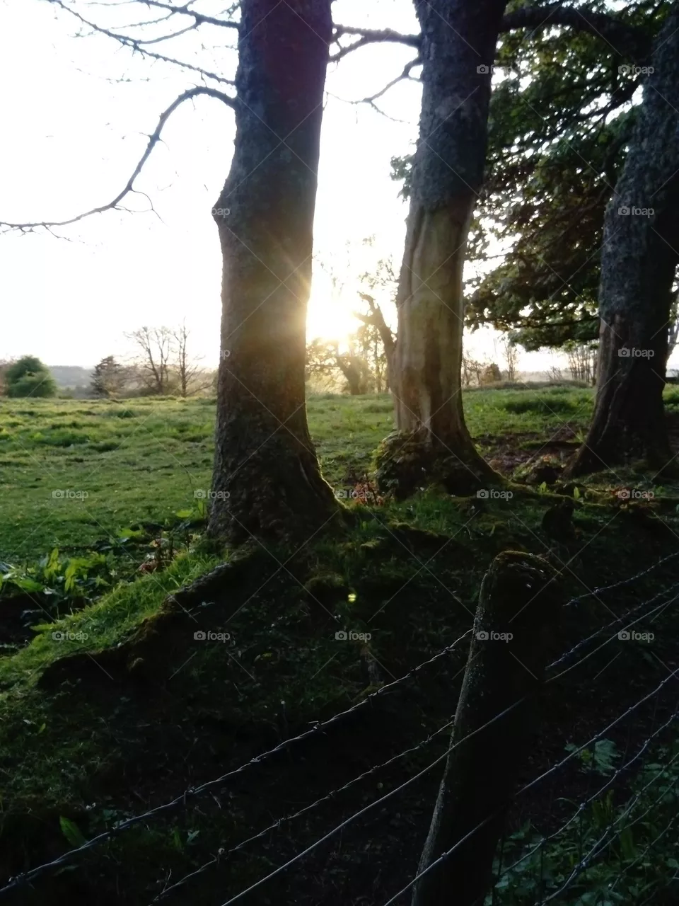 Evening stroll
