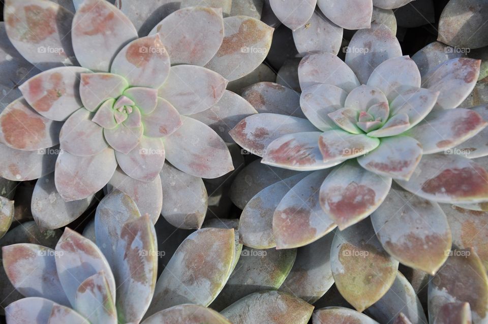 Miniature succulent plants. Gray flower texture. Top view. Graptopetalum. Leatherpetal. Perennial succulent plants.